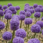 Okrasný cesnak (Allium) ´GLADIATOR´ výška 40-50 cm, kont. C2L